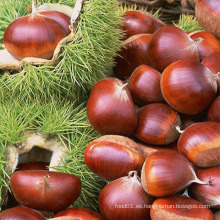 Alta calidad / precio competitivo Chestnut fresco